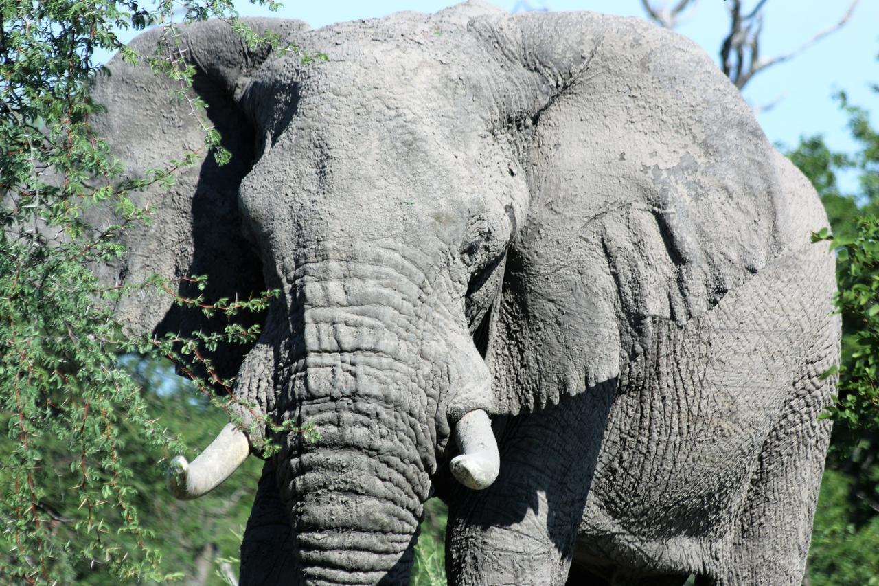 Island Safari Lodge Maun Rum bild