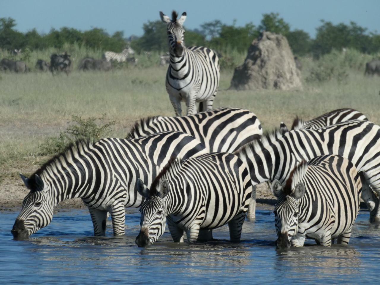 Island Safari Lodge Maun Exteriör bild